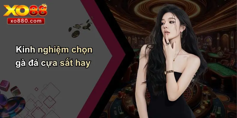 Đá Gà Cựa Sắt Là Gì: Tổng Quan, Kinh Nghiệm, Ưu Điểm XO88 4 Kinh nghiệm chọn gà đá cựa sắt hay
