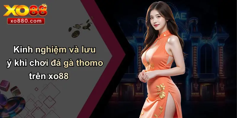 Thomo Là Gì: Khám Phá Sân Đấu Gà Đỉnh Cao Và Cá Cược XO88 5 Kinh nghiệm và lưu ý khi chơi đá gà thomo trên xo88